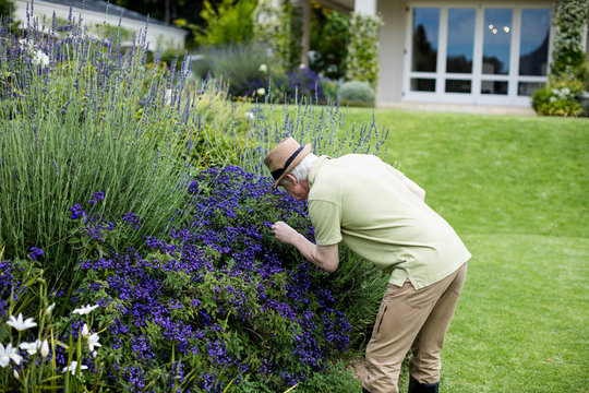 Senior man checking lavender