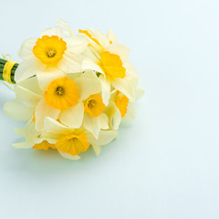 Spring flowers daffodil bouquet - top view of white narcissus on blue pastel background with copy space.