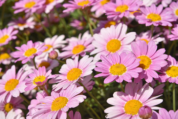 Group of daisies in the sun