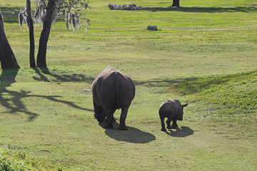 Mama and Baby Rhino