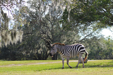 Fototapeta na wymiar Zebra Landscape