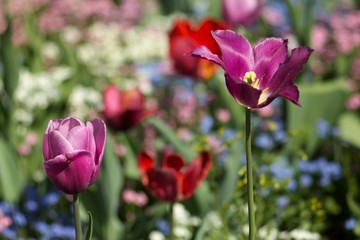 Spring tulip flower, floral background, spring scene.