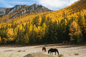 Horses grazing on the lawn in the Altai Republic Mountains, Russia.
