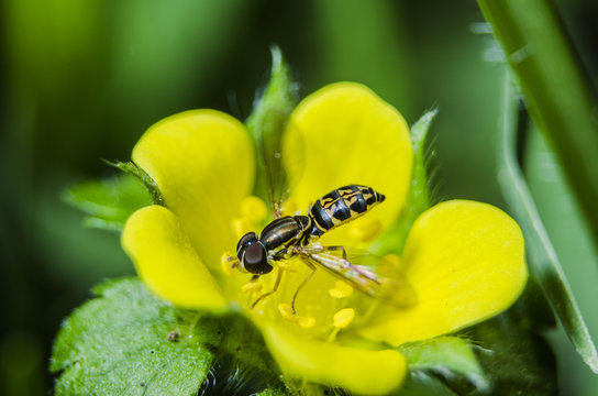 ABEJA