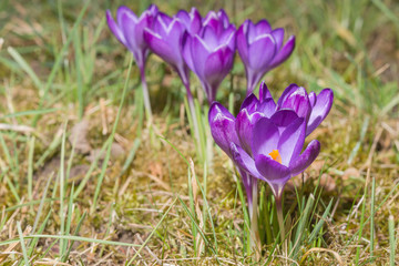 Violette Krokusse in einer Gruppe auf der Wiese