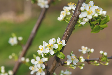 Blossoming tree in spring close-up	