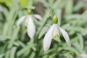 Schneeglöckchen