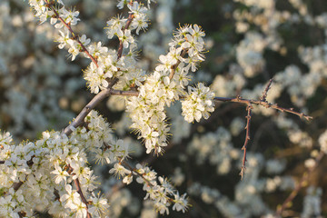 Blossoming tree in spring close-up	