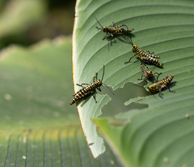 caterpillar leaf Costa Rica 2
