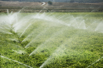 vegetable fields