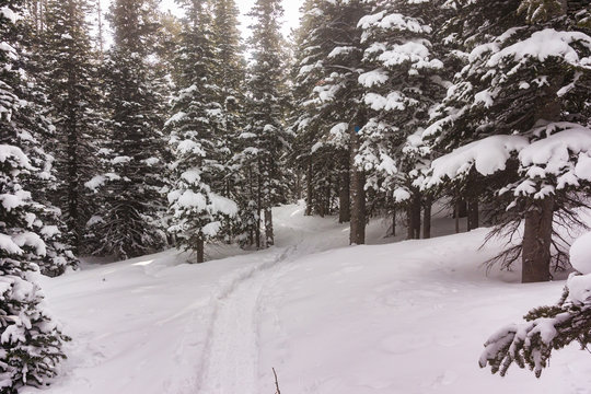 Snow Shoe Tracks Near Brainerd Lake In Colorado Winter Forest
