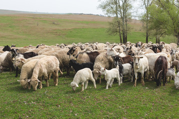 Fototapeta premium Sheep and goats graze on green grass in spring 