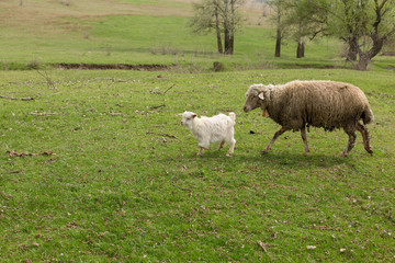 Obraz premium Sheep and goats graze on green grass in spring 