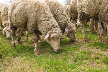 Obraz na płótnie Canvas Sheep and goats graze on green grass in spring 