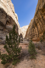 viewpoint of capitol reef national park in utah in the spring time with clear blue skies, rock outcrops, canyons, narrows and juniper trees