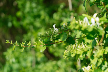White flowers on the branches of a tree in a city park in the spring afternoon in Texas