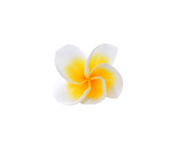 Frangipani flower isolated on white background