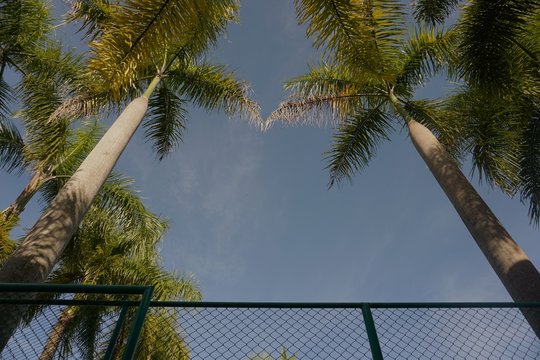Palm tree