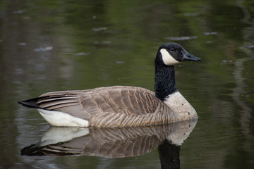 Goose on a Lake