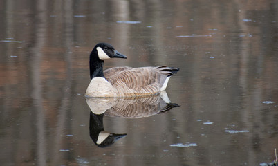 Obraz premium Goose on a Lake