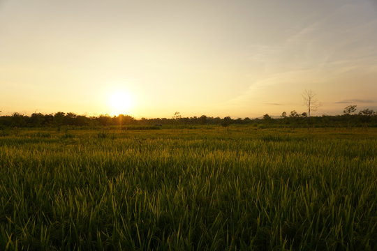 sunset at rice field