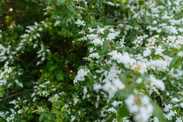 White flowers on the branches of a tree in a city park in the spring afternoon in Texas