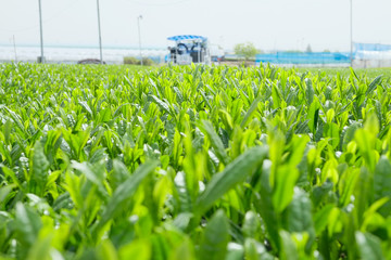 茶畑　茶葉　新茶
