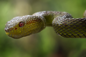 Snake - Viper - Reptile Series