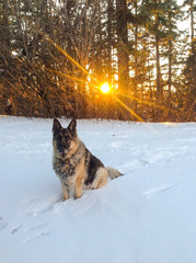 German Shepherd