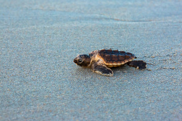 Baby Loggerhead Sea Turtle Up Close