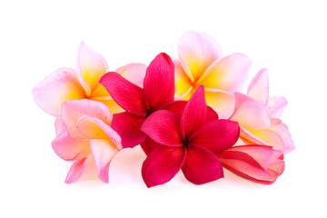 frangipani flowers isolated on white background