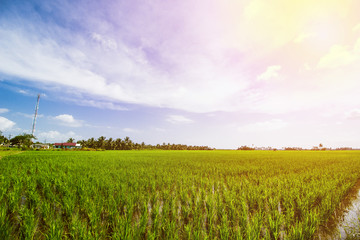 Rice Field Landscape, Paddy Field Landscape