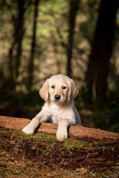 Small labradoodle puppy in forest