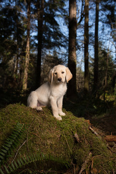 Labradoodle puppy in the forest