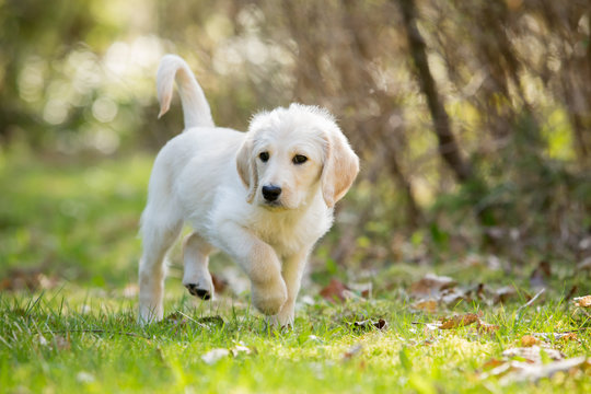 White Labradoodle Puppy