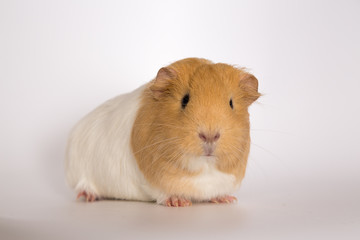 Brown and white guinea pig