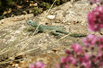a single lizard on the rock