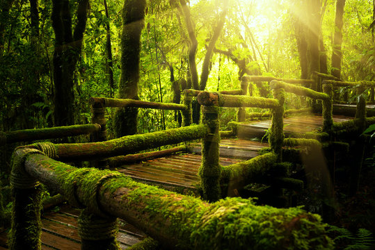 Green moss and wooden bridge