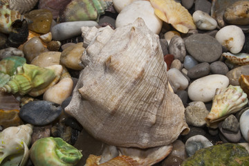 shell isolated on white background