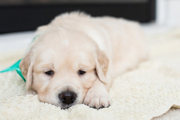 Portrait of golden retriever puppy with green ribbon lying on the floor