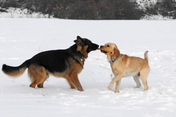 Deutscher Schäferhund und Labrador beim Spielen, Schwäbisch Gmünd, Baden-Württemberg, Deutschland, Europa