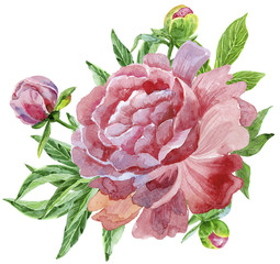 Luxurious dark pink peony with buds and leaves