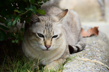 Naklejka na ściany i meble Close up , Cat relaxing at the garden 
