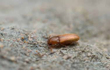 Pteryngium crenatum on wood 
