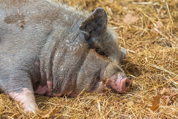 Pink pig who sleeps in the hay
