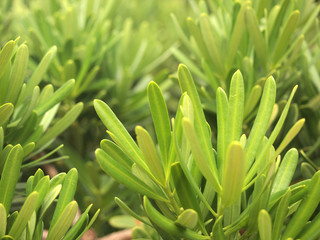 fresh and green leaves