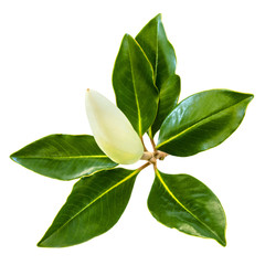 Obraz premium Magnolia Bud and Leaves Isolated on White