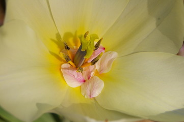 チューリップと桜