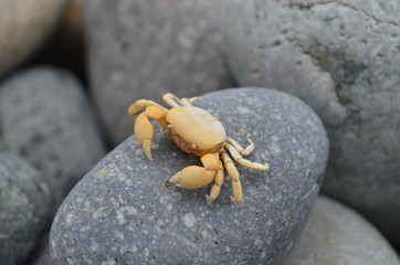 A Small crab sits on a pebble