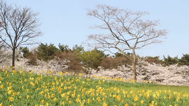 満開の桜と水仙